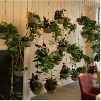 indoor plants